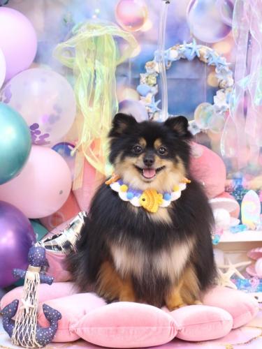 20240801アンバーちゃん